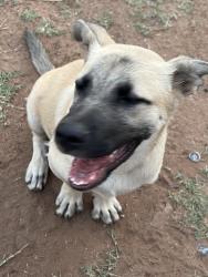 Lost Male Dog last seen Odessa, Odessa, TX 79761