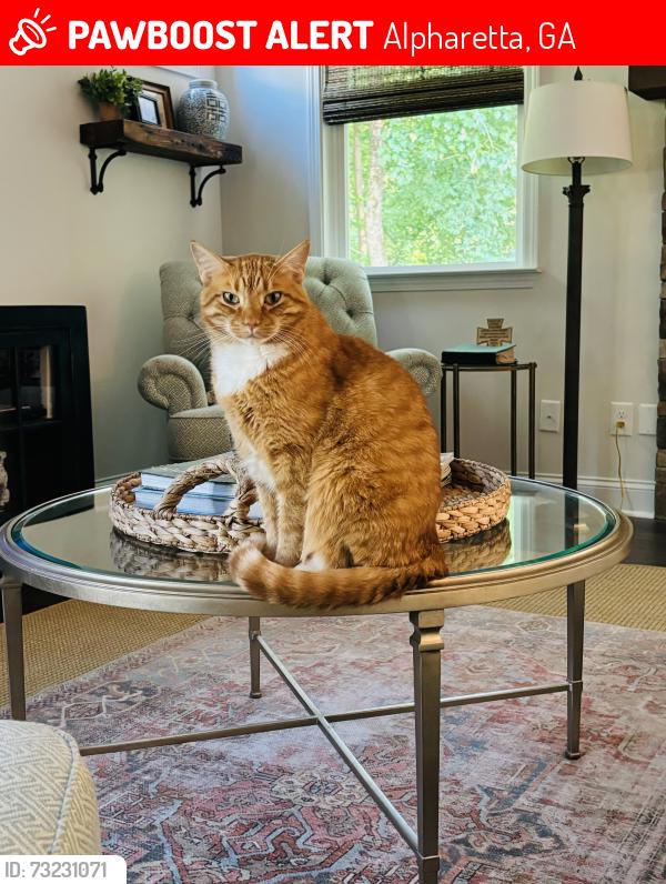Lost Male Cat last seen Houze Rd, Rucker Rd, The Silos, Alpharetta, GA 30004