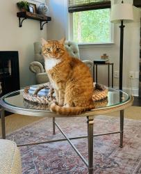 Lost Male Cat last seen Houze Rd, Rucker Rd, The Silos, Alpharetta, GA 30004