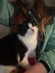 Lost Female Cat last seen 19th st ne, Salem, OR 97301