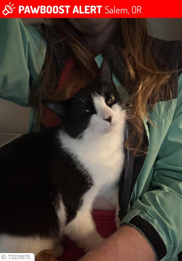 Lost Female Cat last seen 19th st ne, Salem, OR 97301