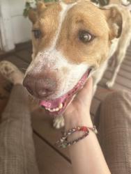 Found/Stray Female Dog last seen Highland Park, Guthrie, OK 73044