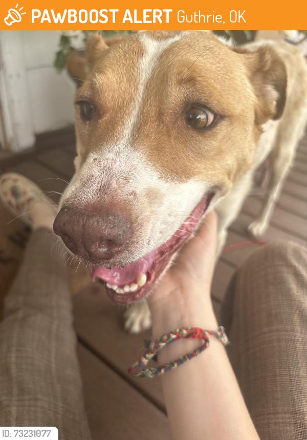 Found/Stray Female Dog last seen Highland Park, Guthrie, OK 73044