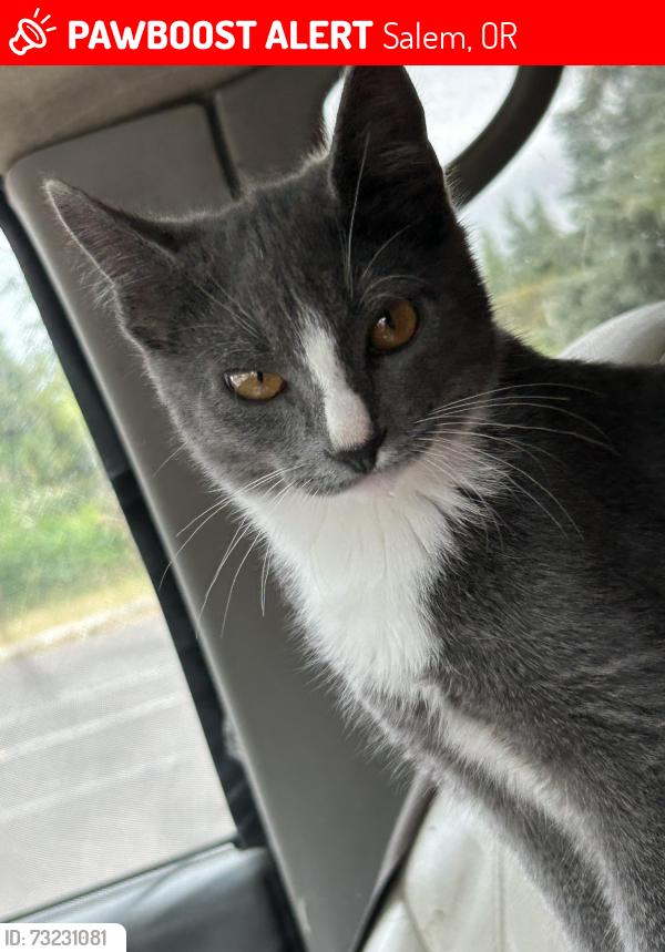 Lost Male Cat last seen englewood elementary school, Salem, OR 97301