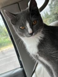Lost Male Cat last seen englewood elementary school, Salem, OR 97301