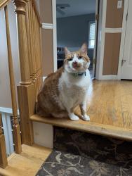 Lost Male Cat last seen Oakley blvd Garnerville NY, Thiells, NY 10923