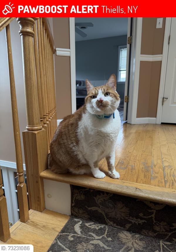 Lost Male Cat last seen Oakley blvd Garnerville NY, Thiells, NY 10923