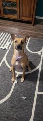 Lost Female Dog last seen Near Oakland Cir, Oklahoma City, OK 73142, Oklahoma City, OK 73142