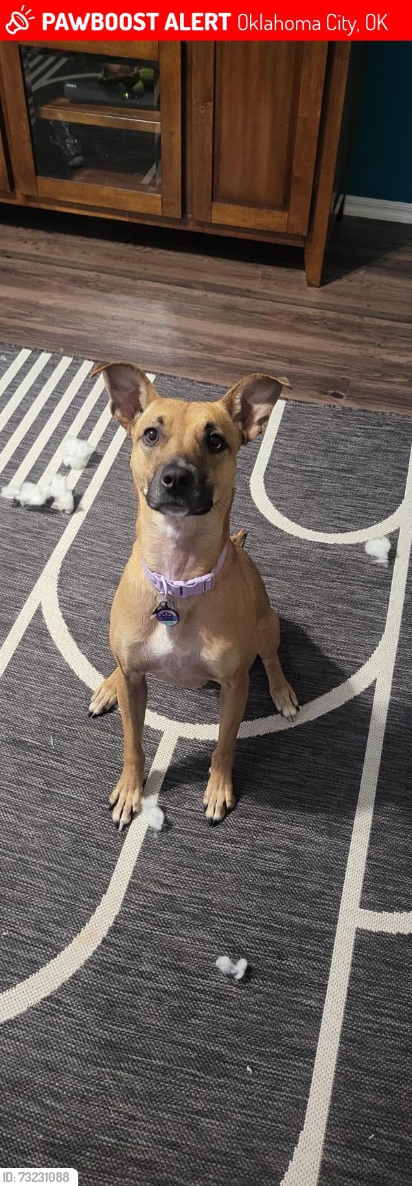 Lost Female Dog last seen Near Oakland Cir, Oklahoma City, OK 73142, Oklahoma City, OK 73142