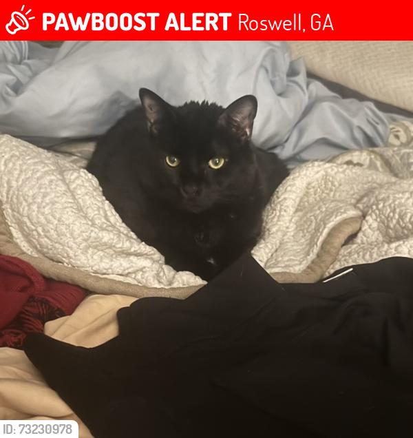 Lost Male Cat last seen Alpharetta hwy, Roswell, GA 30075