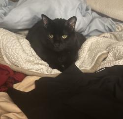 Lost Male Cat last seen Alpharetta hwy, Roswell, GA 30075