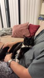 Lost Male Cat last seen Hunt club apmts, Lake Oswego, OR 97035
