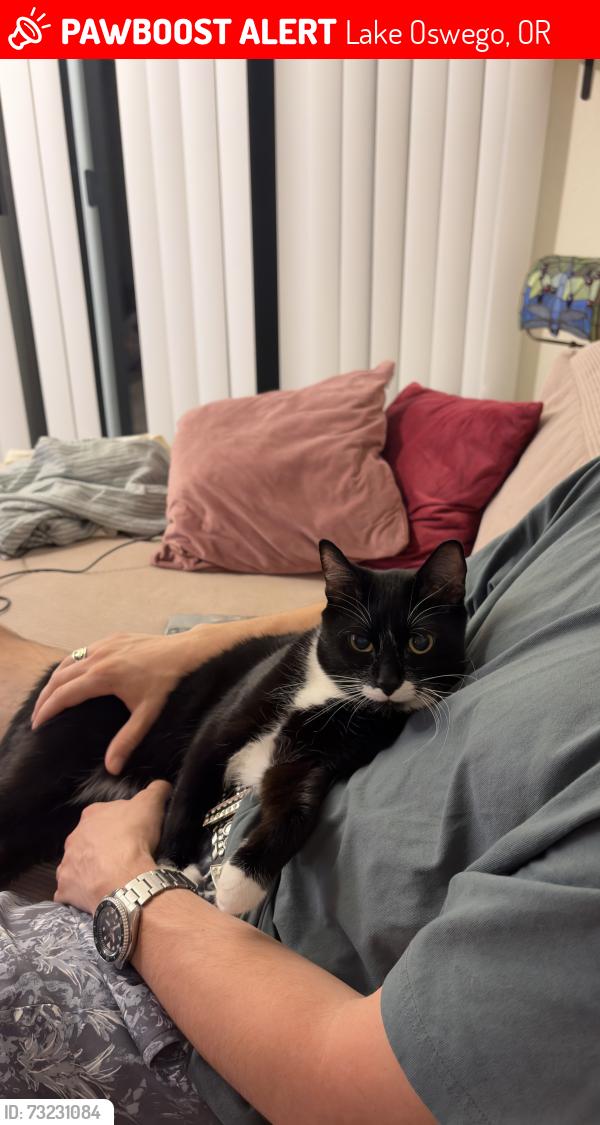 Lost Male Cat last seen Hunt club apmts, Lake Oswego, OR 97035