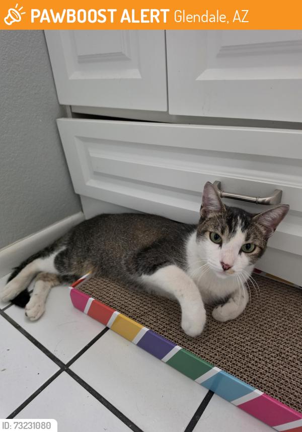 Found/Stray Male Cat last seen Near W Christy Dr, Glendale, AZ 85304, Glendale, AZ 85304