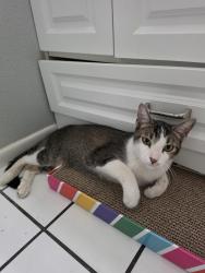 Found/Stray Male Cat last seen Near W Christy Dr, Glendale, AZ 85304, Glendale, AZ 85304