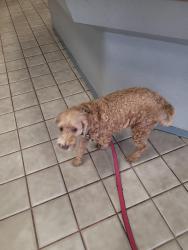 Reunited Male Dog last seen Cypresswood golf course, Houston, TX 77379