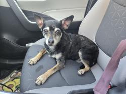 Found/Stray Male Dog last seen Pomelo Dr, Vista, CA 92081