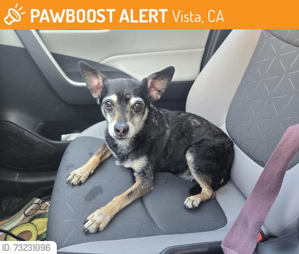 Found/Stray Male Dog last seen Pomelo Dr, Vista, CA 92081