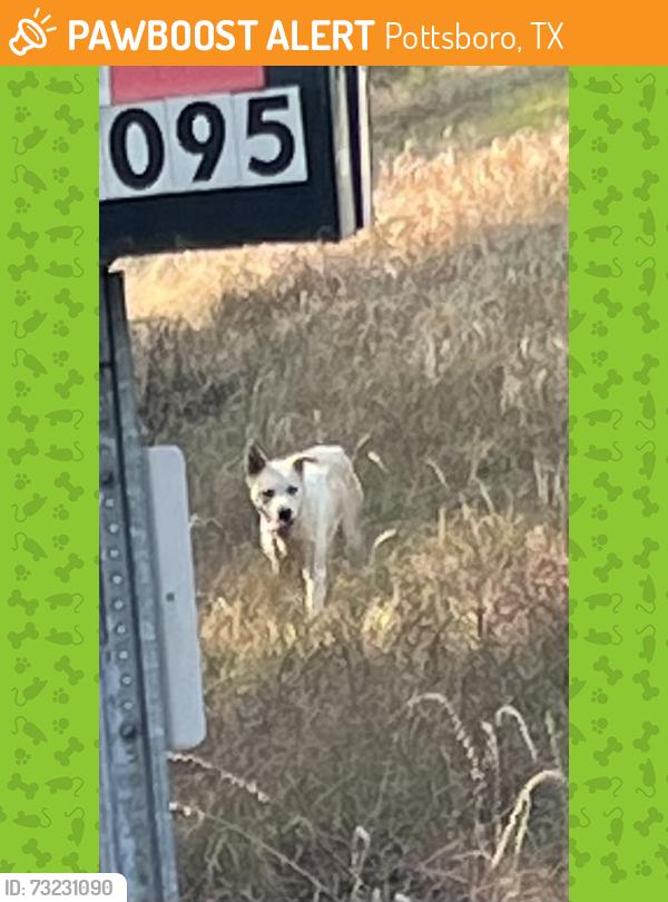 Found/Stray Male Dog last seen Before the fink motel, Pottsboro, TX 75076