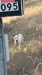 Found/Stray Male Dog last seen Before the fink motel, Pottsboro, TX 75076