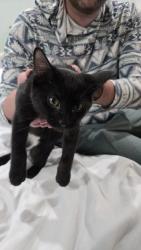 Found/Stray Female Cat last seen 16th and Halstead, Chicago, IL 60608