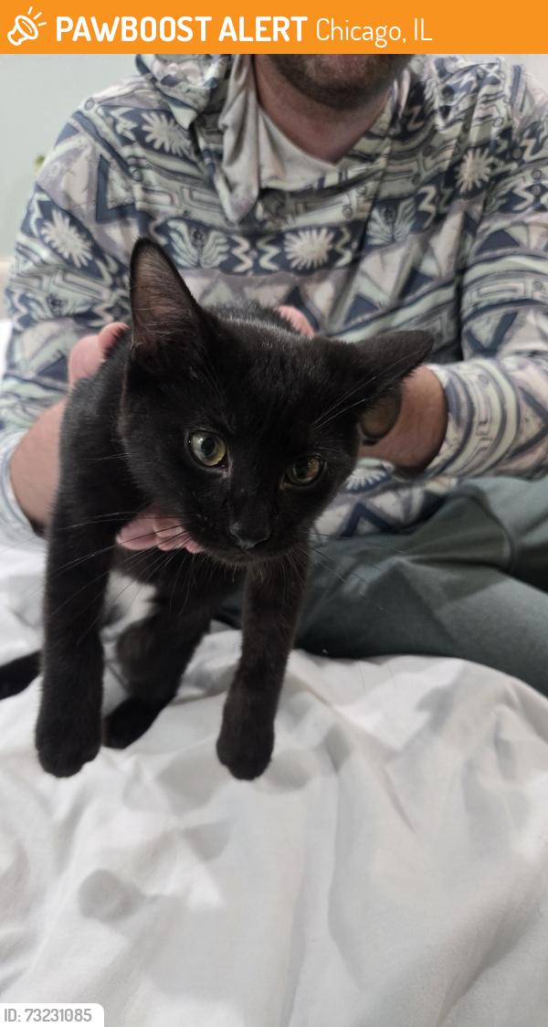 Found/Stray Female Cat last seen 16th and Halstead, Chicago, IL 60608