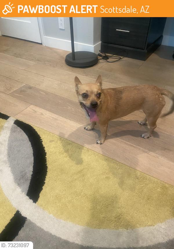 Found/Stray Female Dog last seen 58th St. and Thomas, Scottsdale, AZ 85257