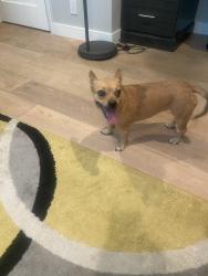 Found/Stray Female Dog last seen 58th St. and Thomas, Scottsdale, AZ 85257