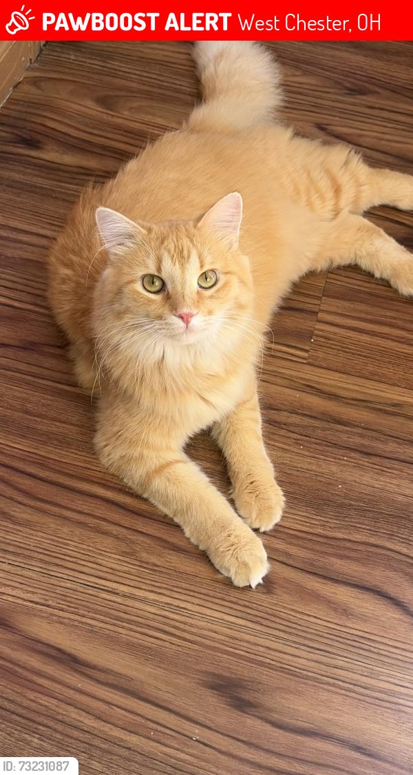 Lost Male Cat last seen Emberwood Court, my backyard, West Chester, OH 44699