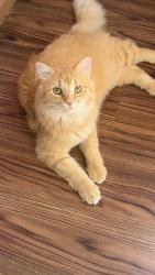 Lost Male Cat last seen Emberwood Court, my backyard, West Chester, OH 44699