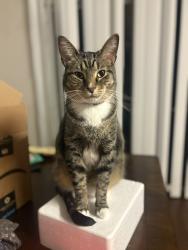 Reunited Male Cat last seen Martins Grove, Tavares, FL 32778