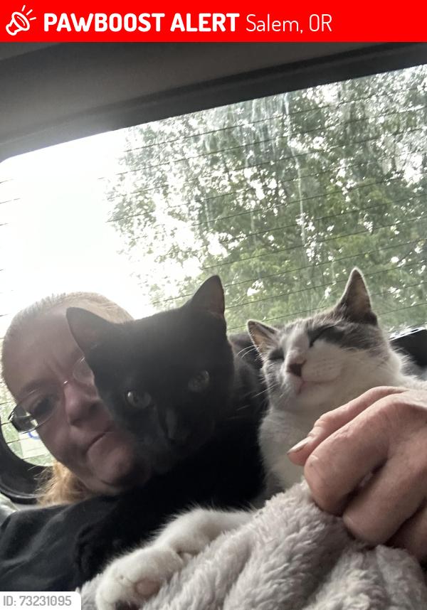 Lost Female Cat last seen englewood elementary, Salem, OR 97301