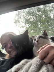 Lost Female Cat last seen englewood elementary, Salem, OR 97301