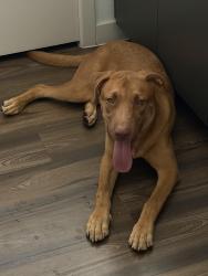 Found/Stray Male Dog last seen 59th ave/Peoria ave, Glendale, AZ 85304