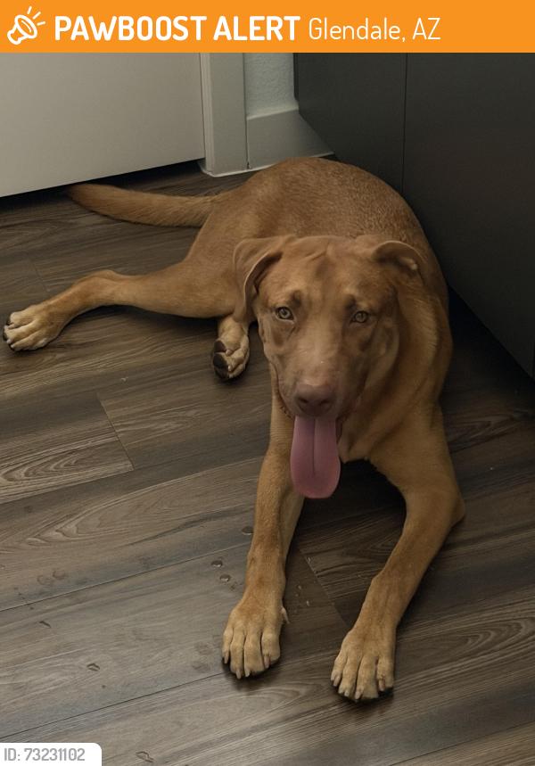 Found/Stray Male Dog last seen 59th ave/Peoria ave, Glendale, AZ 85304