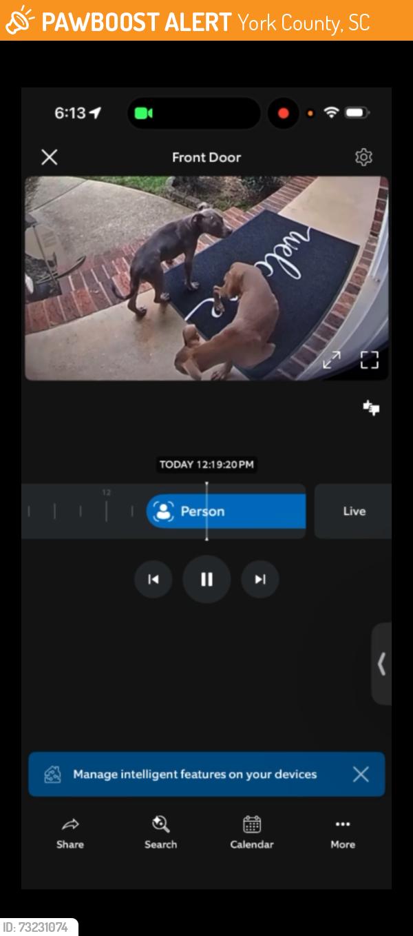 Found/Stray Male Dog last seen Cuxhaven, York County, SC 29715