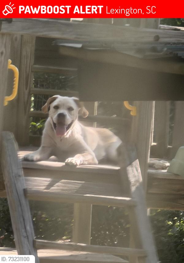 Lost Male Dog last seen 130-140 robin rd Lexington Sc, Lexington, SC 29073