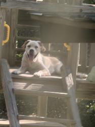 Lost Male Dog last seen 130-140 robin rd Lexington Sc, Lexington, SC 29073