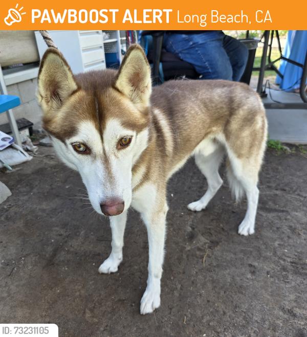 Found/Stray Male Dog last seen Near E Willow St, Long Beach, CA 90815, Long Beach, CA 90815