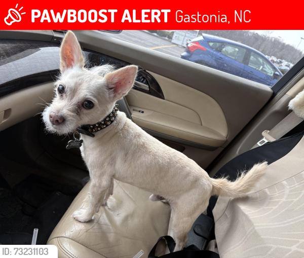 Lost Male Dog last seen Armstrong Park Dr Gastonia, Gastonia, NC 28054