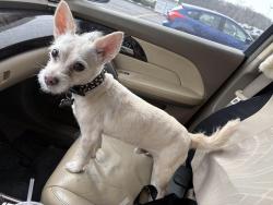 Lost Male Dog last seen Armstrong Park Dr Gastonia, Gastonia, NC 28054