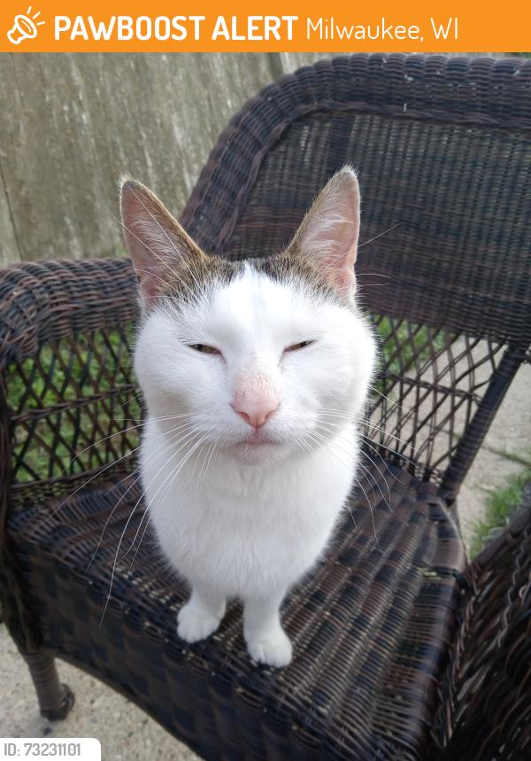 Found/Stray Unknown Cat last seen Columbus Park / Indigenous Peoples Park, Milwaukee, WI 53218