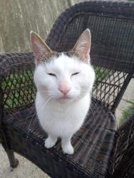 Found/Stray Unknown Cat last seen Columbus Park / Indigenous Peoples Park, Milwaukee, WI 53218