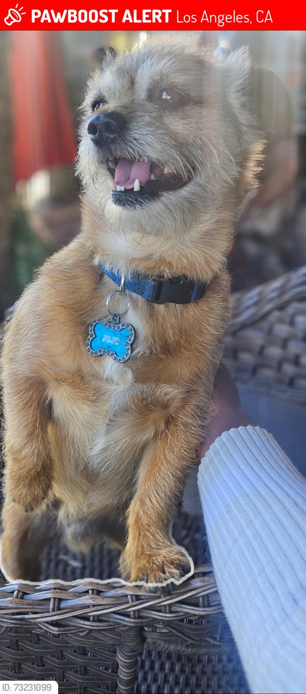 Lost Male Dog last seen Gage , Vermont , Hoover , Slauson, Los Angeles, CA 90044