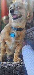Lost Male Dog last seen Gage , Vermont , Hoover , Slauson, Los Angeles, CA 90044