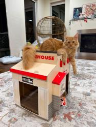 Lost Female Cat last seen 145th kenmore, Kenmore, WA 98028