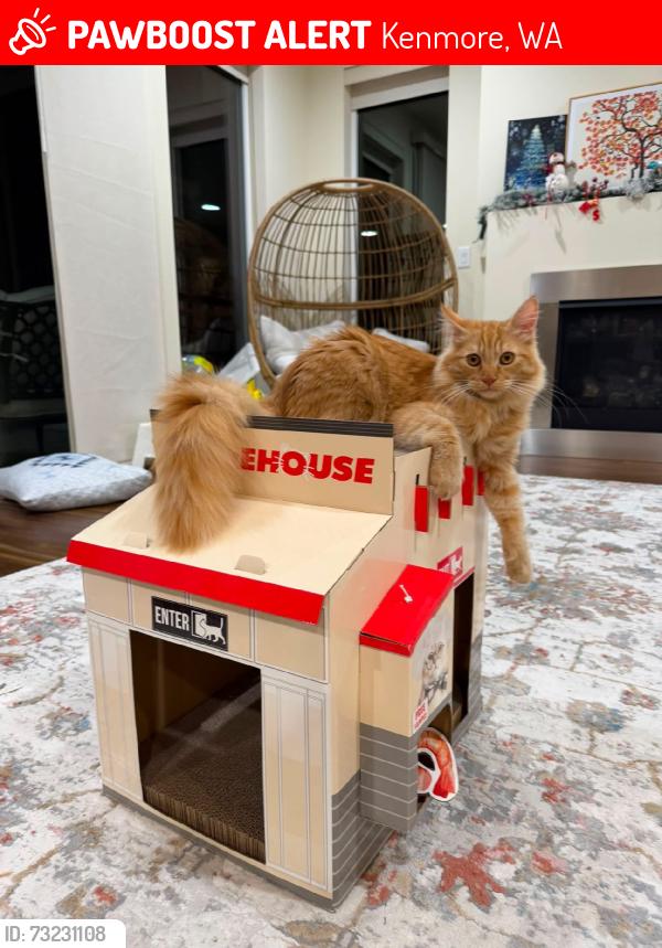 Lost Female Cat last seen 145th kenmore, Kenmore, WA 98028
