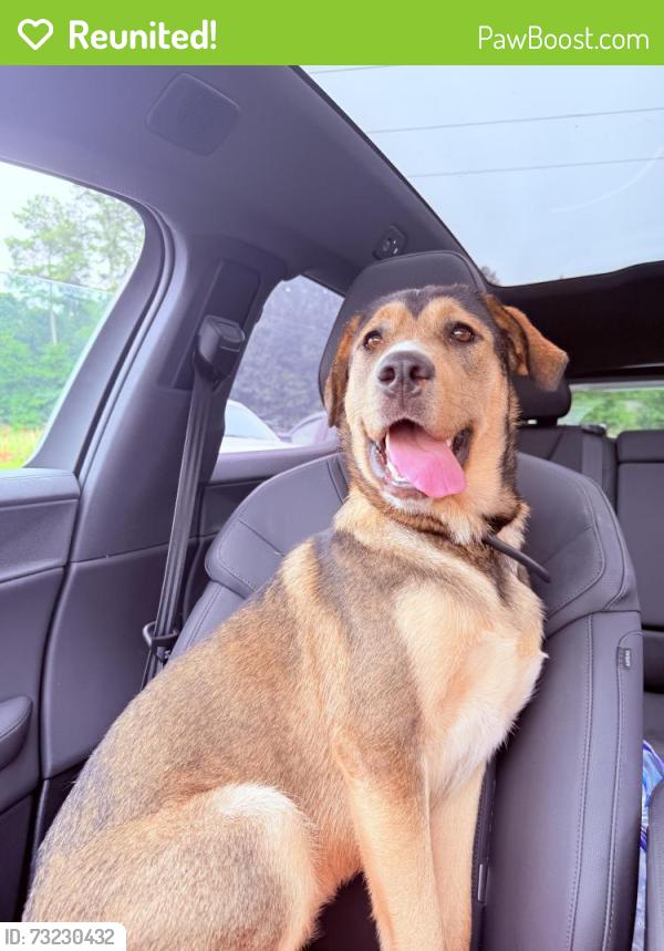 Reunited Female Dog last seen Tanner/Spring street off Harbins and 29, Dacula, GA 30019