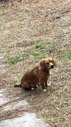 Lost Male Dog last seen 130-140 robin rd Lexington sc, Lexington, SC 29073