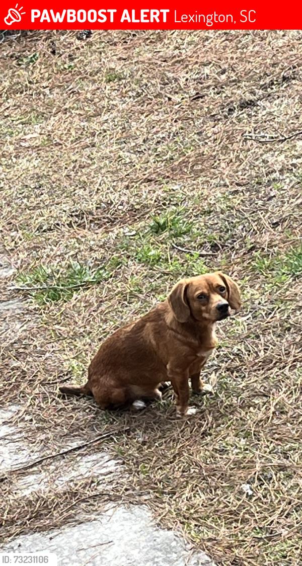 Lost Male Dog last seen 130-140 robin rd Lexington sc, Lexington, SC 29073